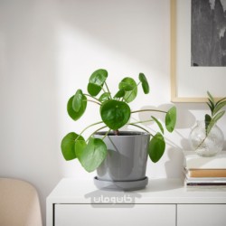 گلدان گیاه با نعلبکی ایکیا مدل IKEA CITRUSFRUKT رنگ داخل/خارج خاکستری