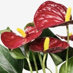 گیاه گلدانی ایکیا مدل IKEA ANTHURIUM