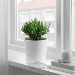 گیاه گلدانی ایکیا مدل IKEA SUCCULENT
