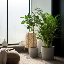 گیاه گلدانی ایکیا مدل IKEA DYPSIS LUTESCENS