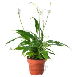 گیاه گلدانی ایکیا مدل IKEA SPATHIPHYLLUM