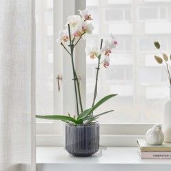 گیاه گلدانی ایکیا مدل IKEA PHALAENOPSIS