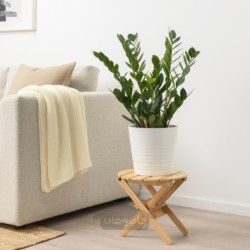 گیاه گلدانی ایکیا مدل IKEA ZAMIOCULCAS