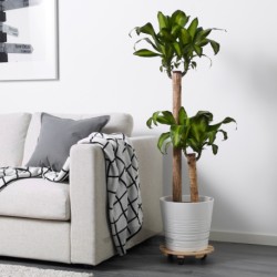 گیاه گلدانی ایکیا مدل IKEA DRACAENA MASSANGEANA