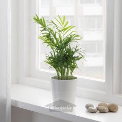 گیاه گلدانی ایکیا مدل IKEA CHAMAEDOREA ELEGANS