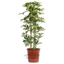 گیاه گلدانی ایکیا مدل IKEA SCHEFFLERA ARBORICOLA