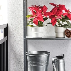 گیاه گلدانی مصنوعی پوینستیا قرمز ایکیا ۱۲ سانتی مترIKEA VINTERFINT